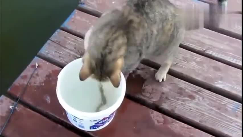 The fish was so naughty that the cat took a long time to catch it and almost made a mess in front of the owner.