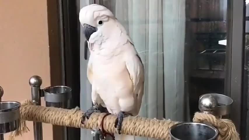 When parrots listen to music, they begin to twist their necks. They can't stop at all. They must go to nightclubs a lot.
