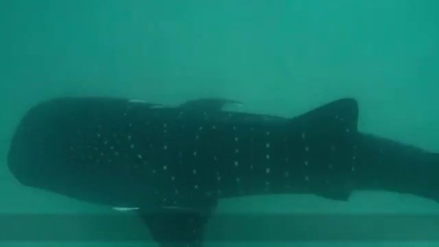 Smart whale sharks find holes in fishing nets, and immediately suck, super cute, camera recording the whole process