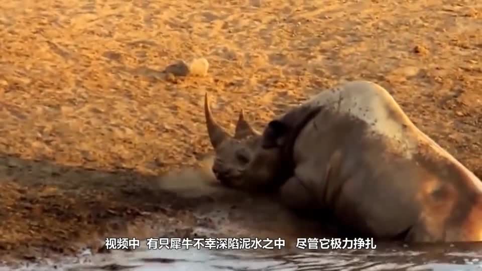 Three lions besieged a rhino, and the next second the rhino swooped back. The camera recorded a wonderful moment.