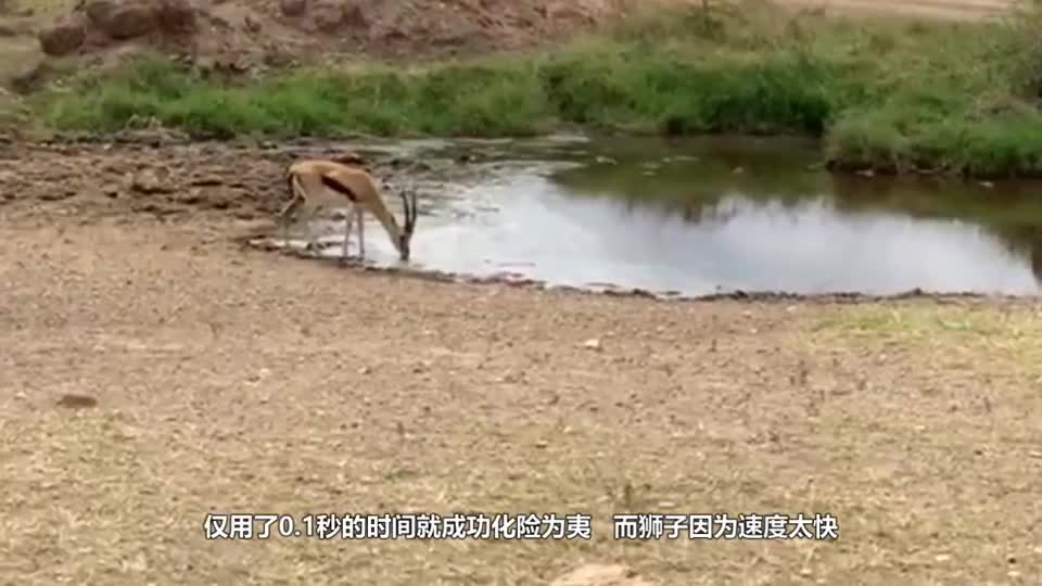 An antelope was drinking by the river when suddenly a lion came rushing in without stopping.