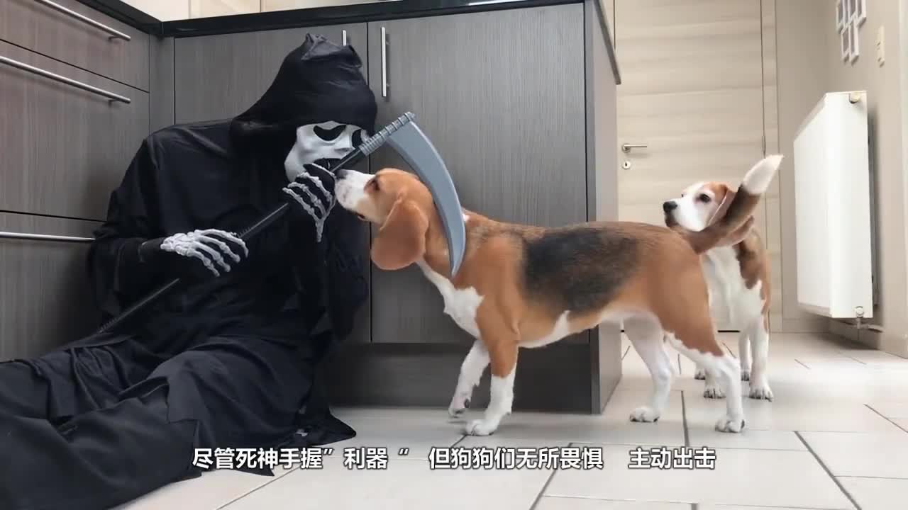 Death hides in the kitchen and wants to take the dog away. Please hold your breath and stop laughing.
