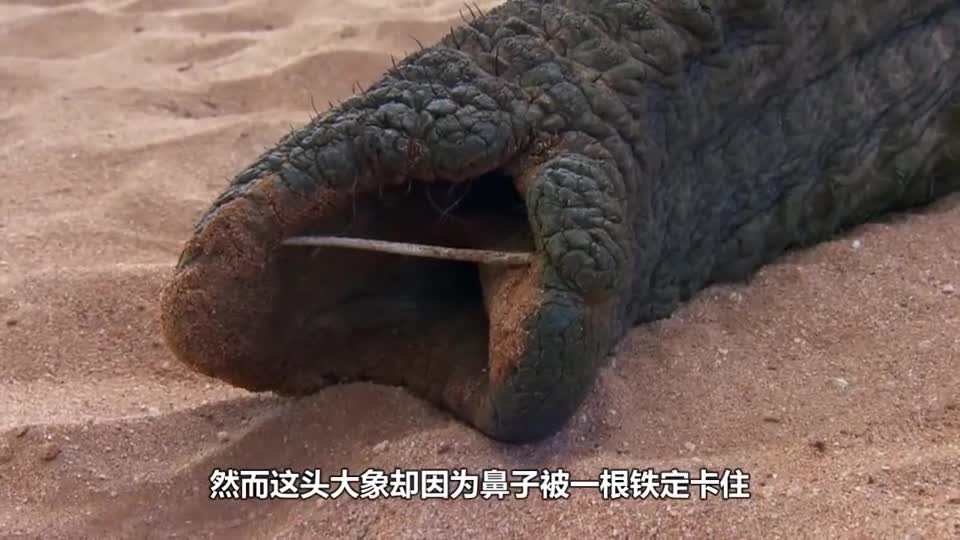 The elephant's nose was stuck by a nail and fainted with hunger. The next picture was moving.