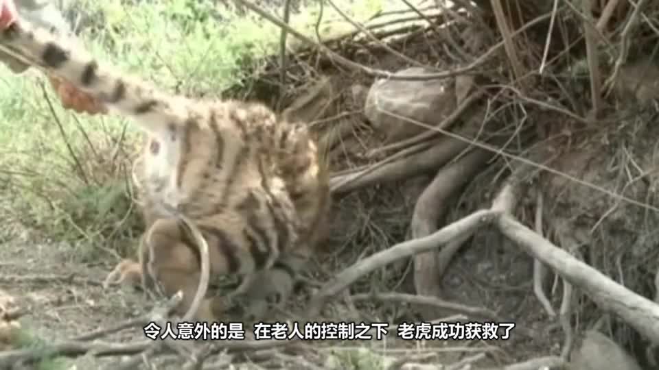 When the tiger is trapped, the man rescues it with his bare hands and grabs the tiger's tail with one hand. What happens?