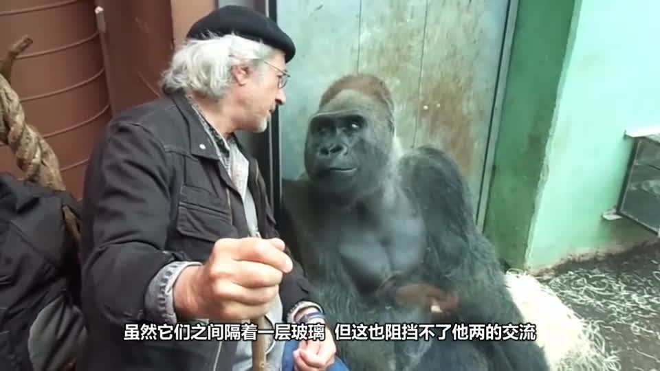 Friendship across races. Grandpa often chats with chimpanzees and can't stop communication through the glass.