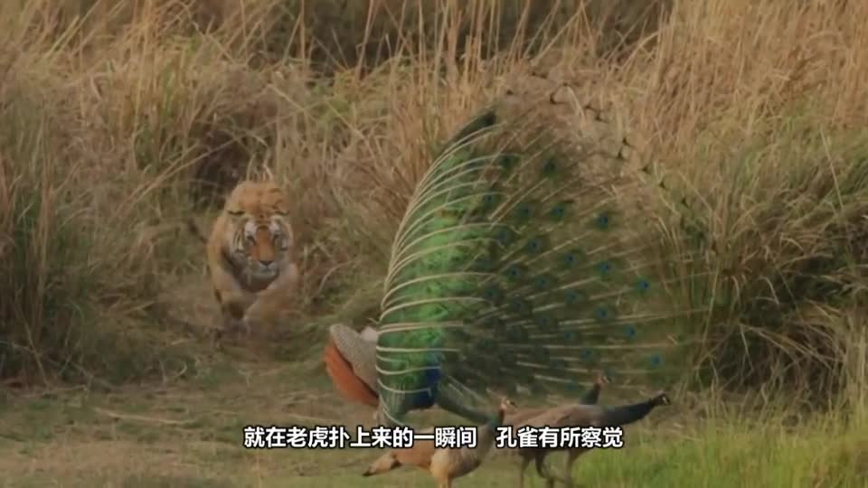 The peacock shouted in the mountain forest, waking up the sleeping tiger, and the angry tiger jumped on it directly.