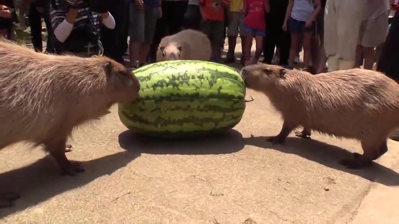 When the dolphins saw the giant watermelon, they rushed to eat it. The netizens had no feelings for the machine.