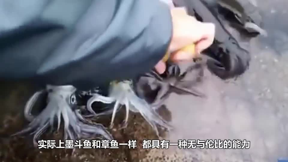 The man handled the cuttlefish on the spot. When the scissors went down, the cuttlefish changed color instantly.