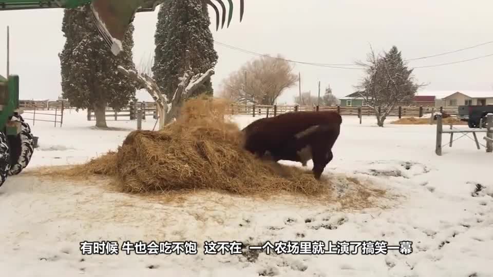 The cow stole the hay and thought that the owner hadn't found it and would stop laughing in the next second.