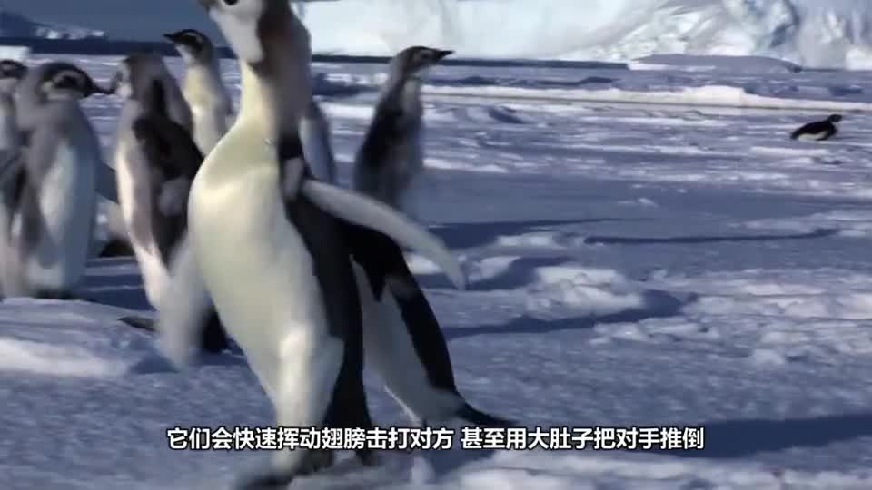 Seven penguins went down the stairs and the last one was the real master. Netizens just went offline.