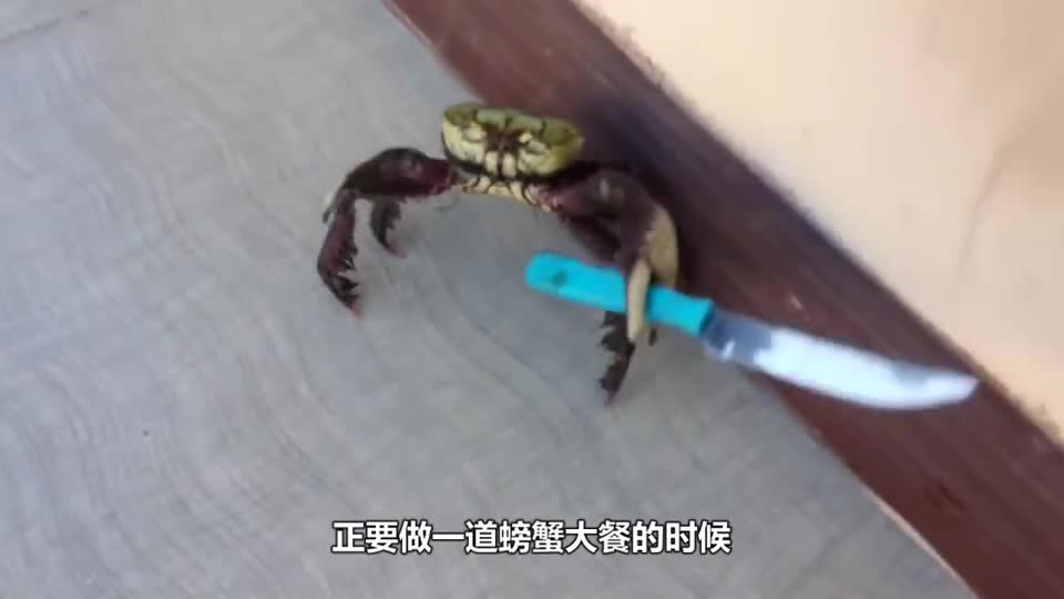 The crab escaped from the kitchen. The man was about to reach out for it. Unexpectedly, the Crab picked up a knife.