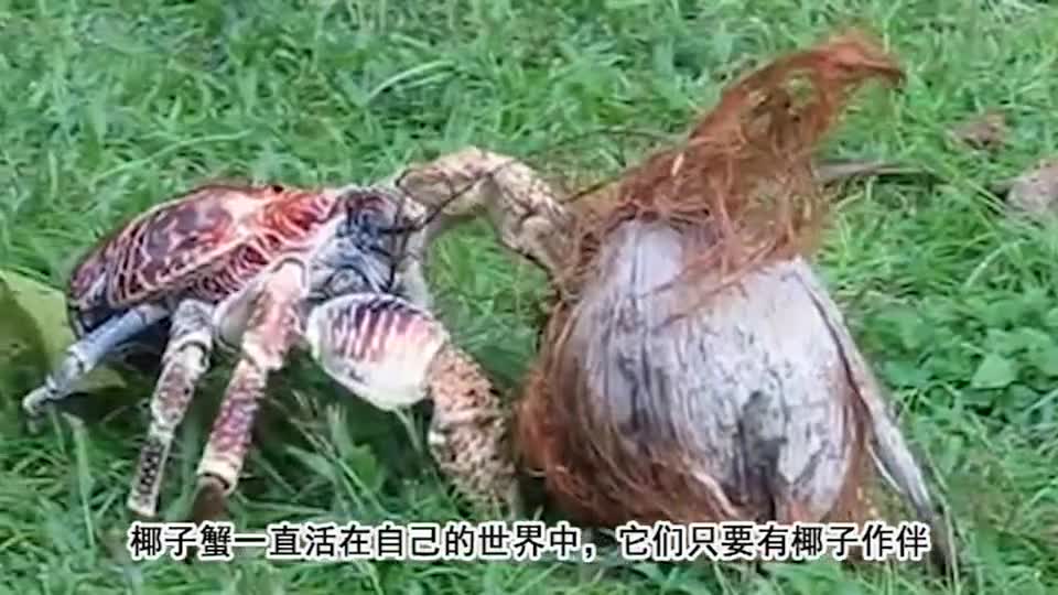 Tree climbing master coconut crab, can easily open the coconut with coconut company is very happy
