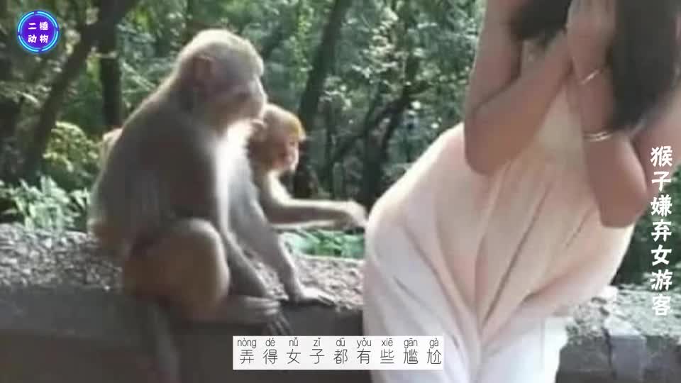 The woman wanted to take a picture with the monkey, but as soon as she approached, the monkey scared the beautiful woman away.