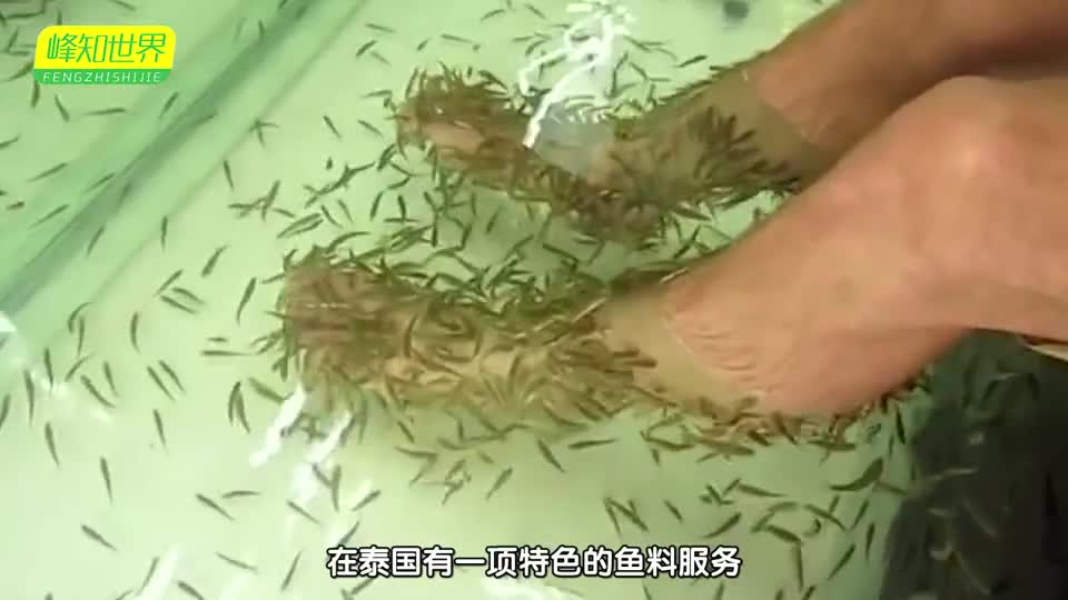 The woman went to Thailand for a fish treatment, and soon all the fish died. The merchant claimed 40,000 yuan.