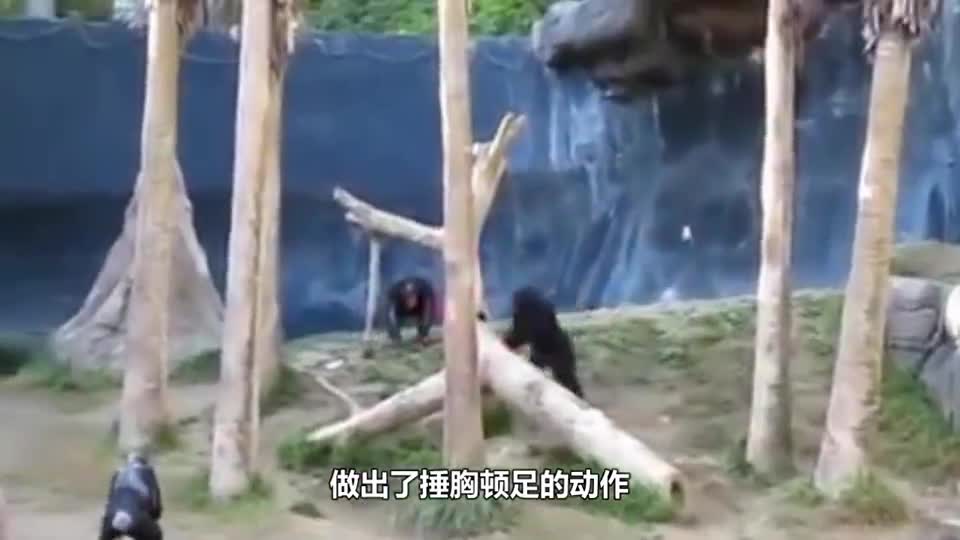 The gorilla was provoked by the child and smashed toughened glass with one blow. The camera recorded the thrilling picture.