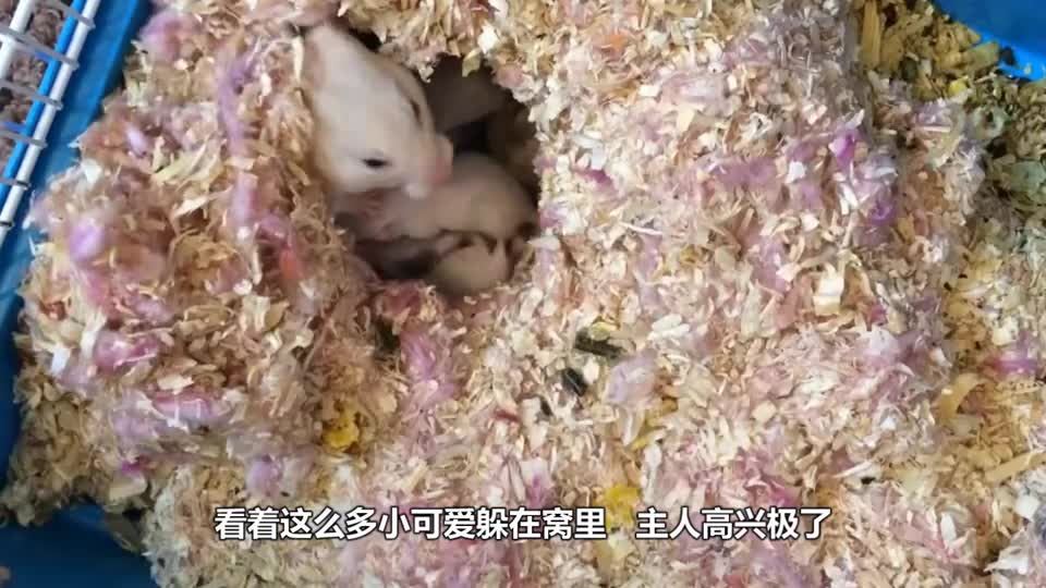 The woman bought a hamster and fed it for two weeks. She found something wrong. The netizens made a lot of money.