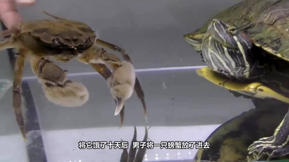 After 10 days' hunger, the tortoise turtle meets a crab, and a fierce battle is inevitable.