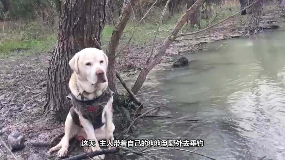 The dog was fishing with his master by the river and fell asleep. Please stop laughing the next second.