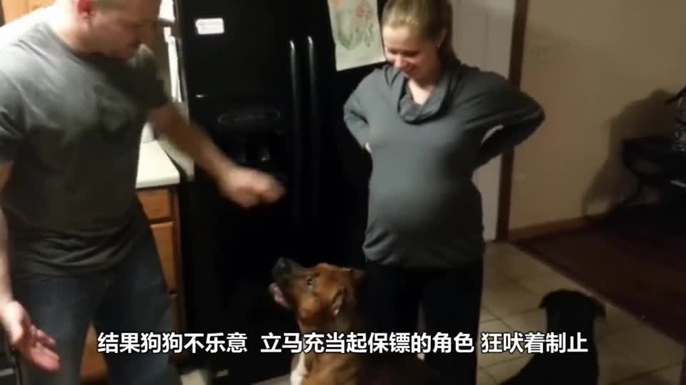 When the hostess is pregnant, the dog acts as a bodyguard and protects nobody. The camera takes a funny moment.