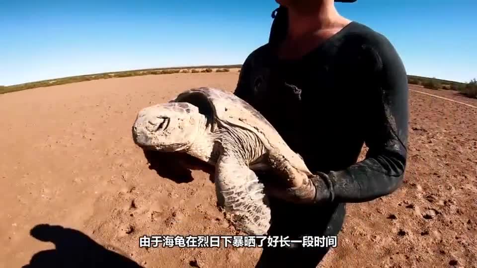 Turtles are drying fast. The man goes straight to the water with the hot turtle in his arms. The netizens are touched.