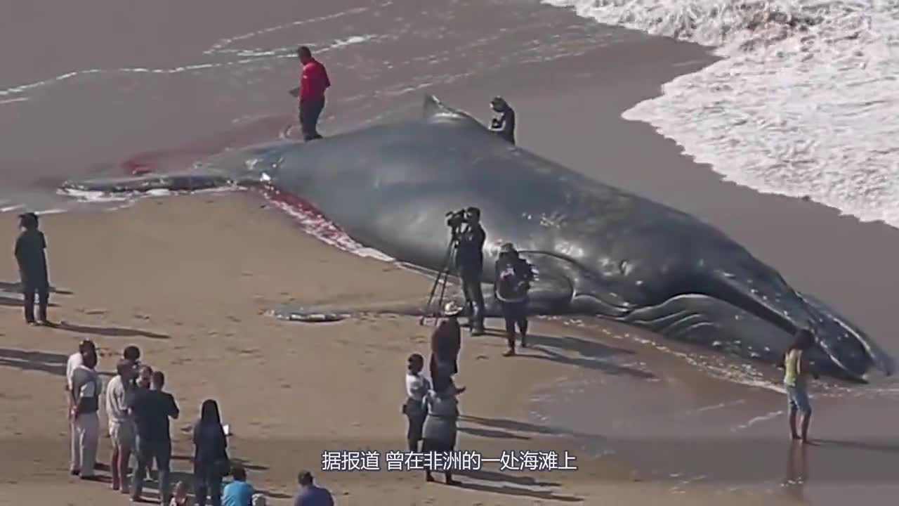 Whales stranded on the beach, not pushed into the sea and buried, but scattered their meat for a day.