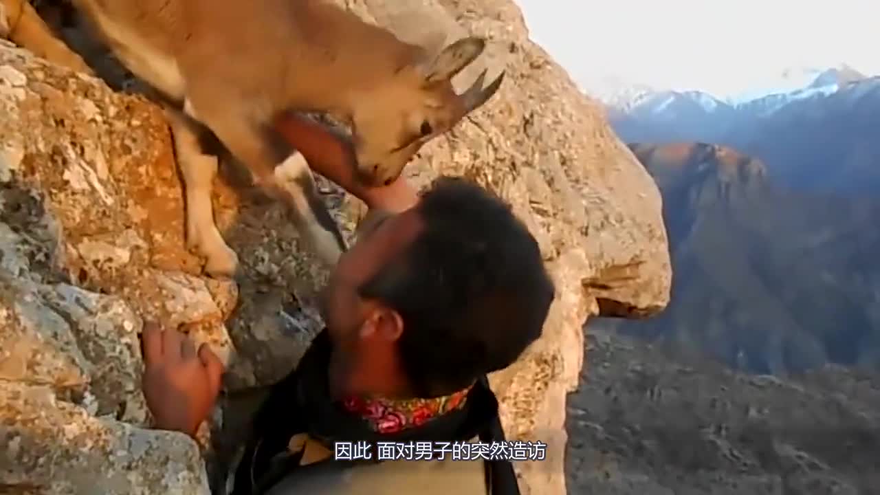 It's incredibly dangerous! Men's rock climbing encounter goats, camera shot the whole process