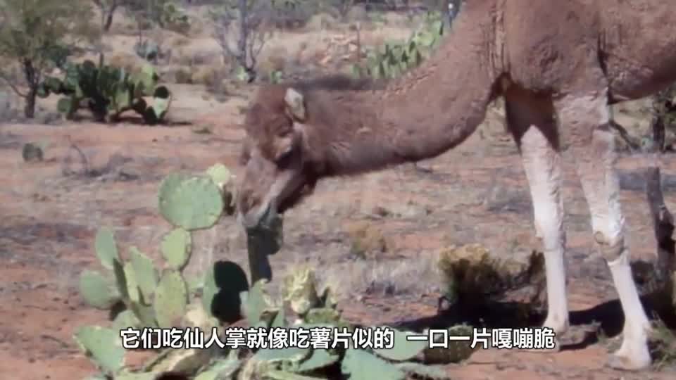 The cow is infatuated with cactus, while eating pain, the camel looked like laughing.