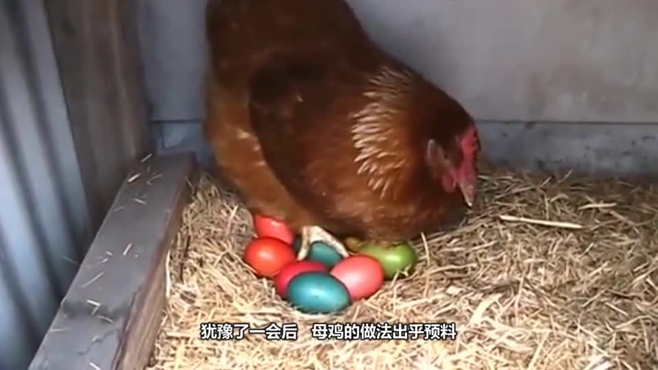 After the eggs were stained by the owner and put back into the henhouse, the hen came back dumb.