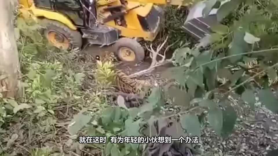 The tiger killed and provoked the bulldozer, but it couldn't get up when it was hit on the ground by a shovel. Now it dared not make a second attempt.
