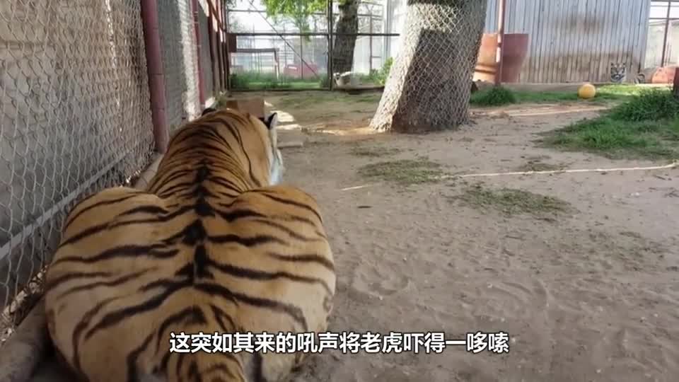 The tiger was sleeping, and the owner roared behind him. Next, please stop laughing.