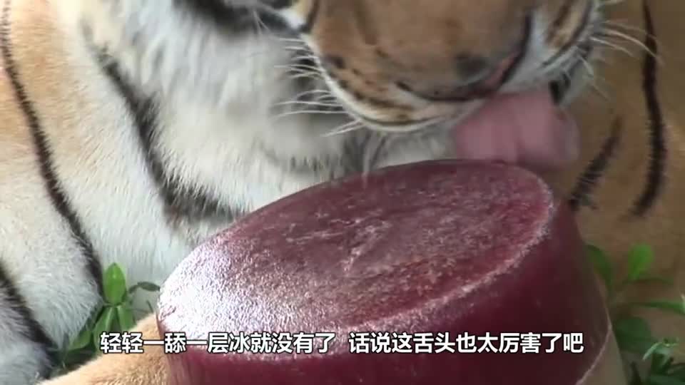 Why is tiger so horrible? Look at the power of licking ice lolly. It's too exciting to pull a layer of it.