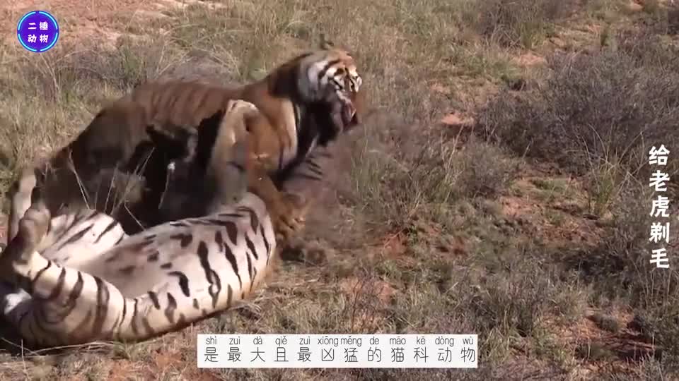 The tiger is the king of animals. After comparing the tiger with the dog, it tells you the answer.