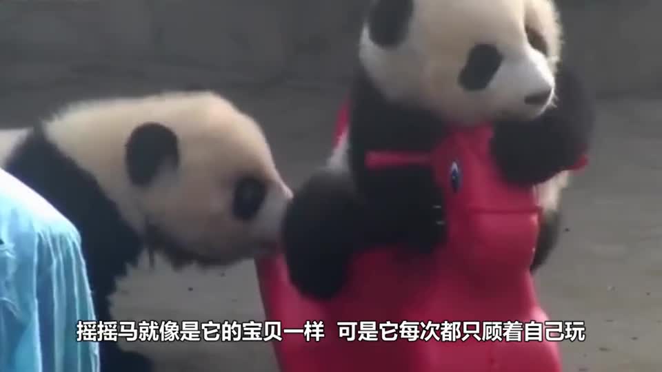 Giant panda leg injuries were shaved, barefoot appearance, people can not help laughing.