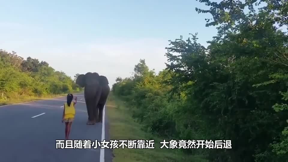 The elephant ran into the highway by mistake, and the girl stopped. What happened next second was heartening.