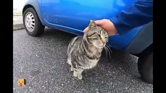 The owner went to pick up the car and found a cat lying under it.
