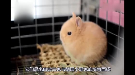 The smallest baby in the rabbit world, the dwarf rabbit, must go wherever you go.
