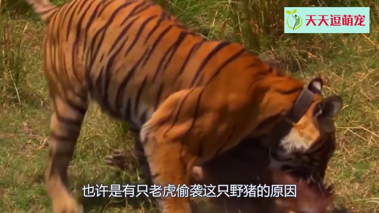 Tigers prey on wild boars. Who is better? The camera captured this scene!