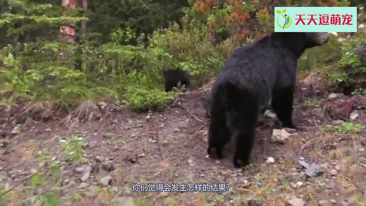 Tiger VS Black Bear, the climax of the battle is imminent, the camera shot this scene!