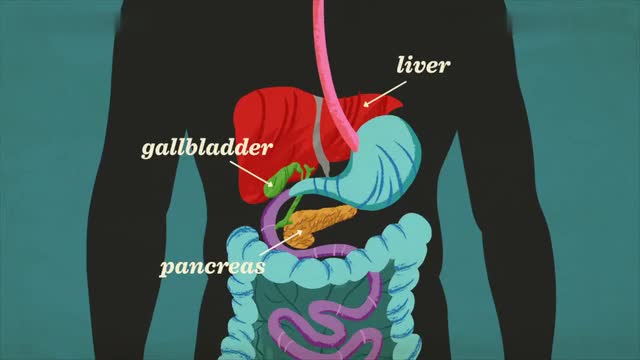 How does your digestive system work?!