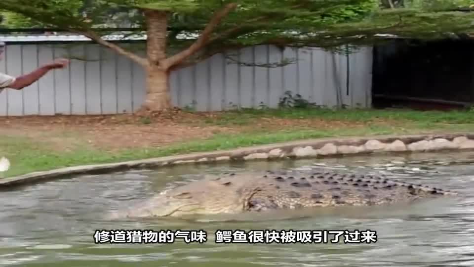 When the man sat on the crocodile, the crocodile's reaction was unexpected. The whole process was photographed.