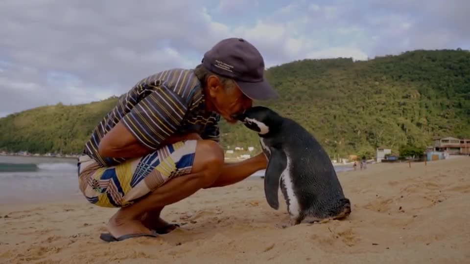 Swimming 8,000 kilometers across the Strait to meet you, a penguin and an old man have different feelings.