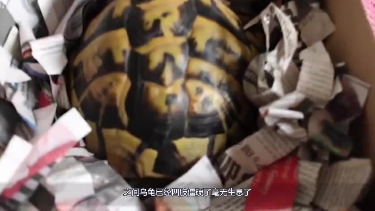 Put the tortoise in the refrigerator and force the tortoise to hibernate. After two months, the netizens are confused.