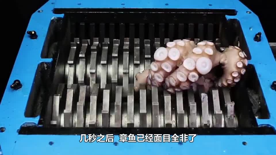 The man put the octopus in the crusher and after a few seconds it got out of control. What did I do wrong with the octopus?