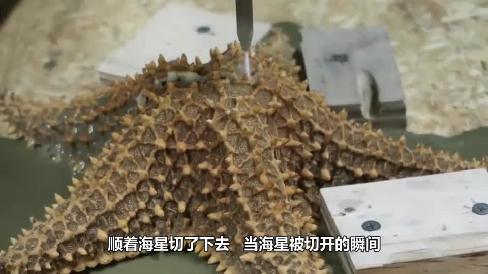 It's incredible that a man cuts a starfish with a water knife of 400 MPa. The moment he cuts a starfish is incredible.