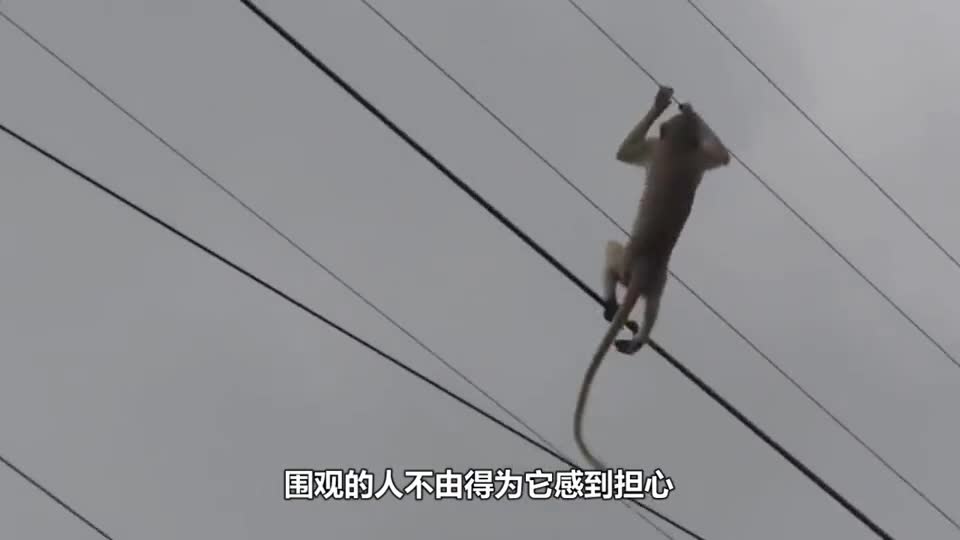 The monkey climbed up the high-voltage wire and was almost killed by electric shock. The netizens escaped the alcoholic furnace but did not escape the high-voltage wire.