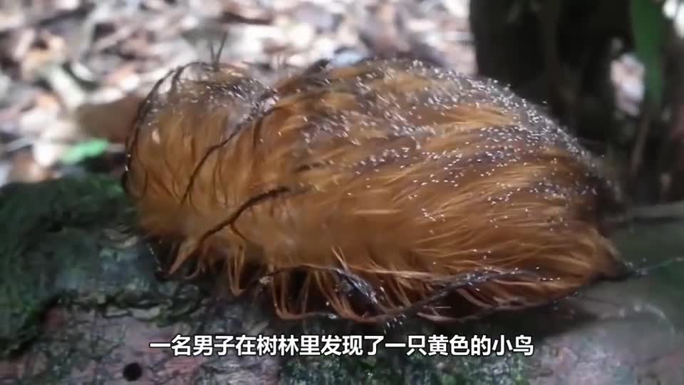 The man found a bird in the field. The next second it turned into a very poisonous caterpillar. It's amazing.