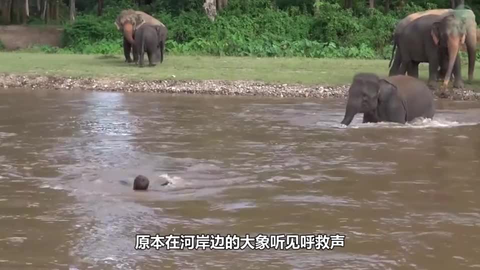 The man shouted for help after falling into the water, and the elephant immediately went into the water to rescue after hearing it. It was so spiritual.