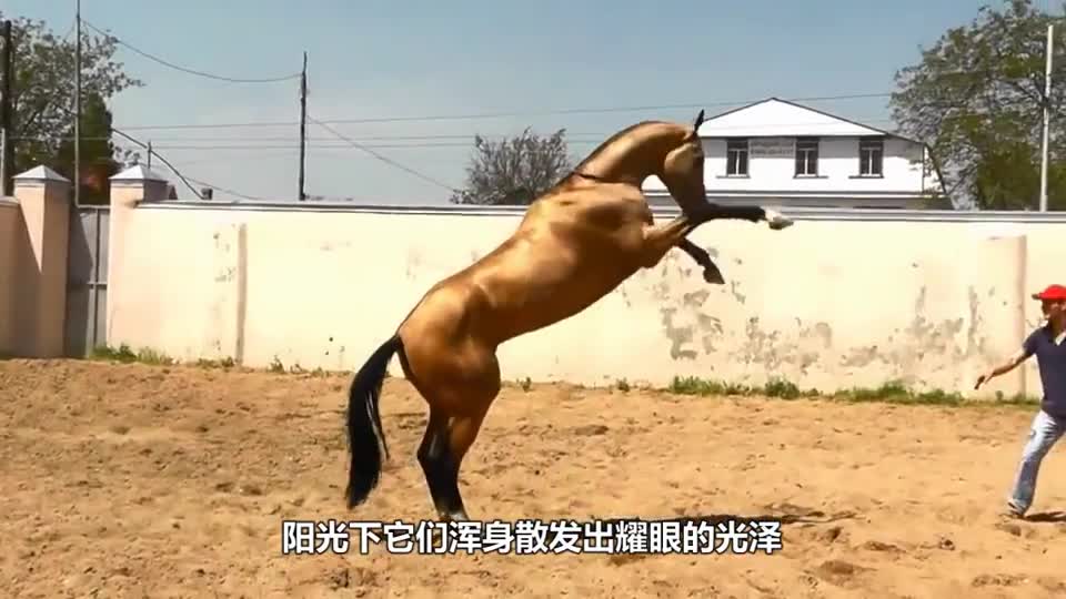 Ultra-rare breed, known as "horse from heaven", a horse can buy ten Ferraris.