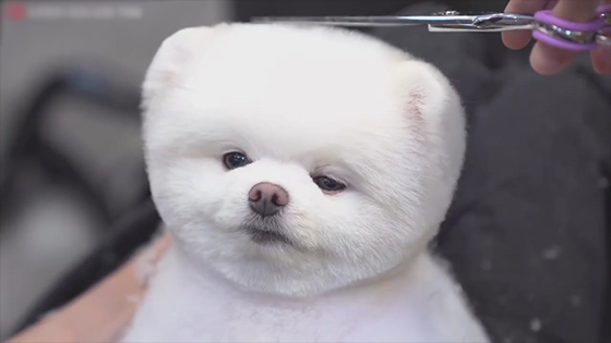 Super cute puppy haircut video - The puppy is really cute and obedient