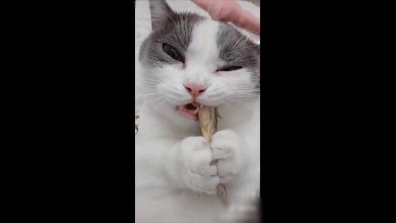 Comfortable ASMR Video - Enjoying Cute Cat Is Eating Fish ASMR Video